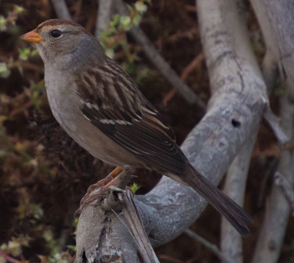White-crowned Sparrow (Gambel's) - ML269227261