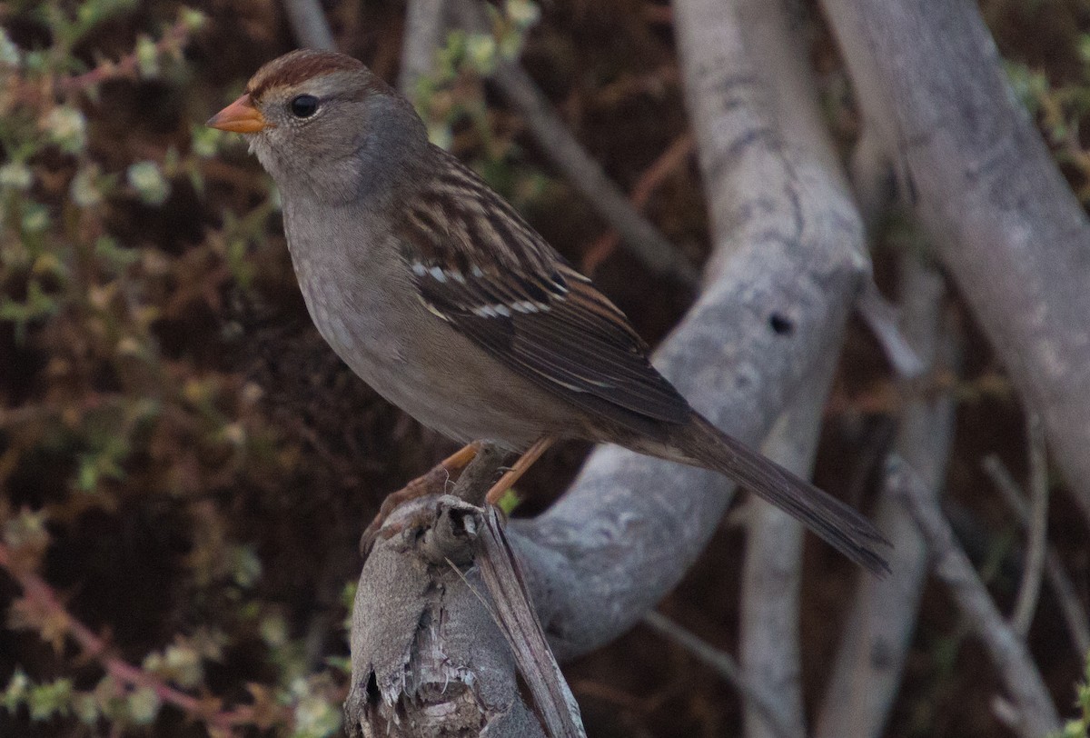 White-crowned Sparrow (Gambel's) - ML269227301