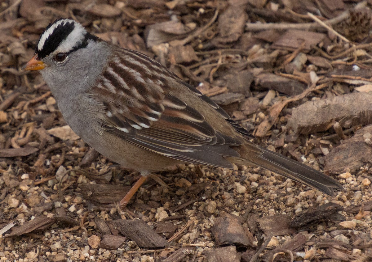 White-crowned Sparrow (Gambel's) - ML269227471