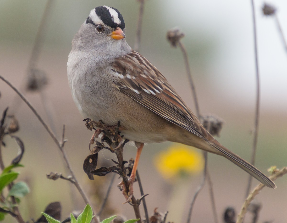 White-crowned Sparrow (Gambel's) - Peter Bedrossian