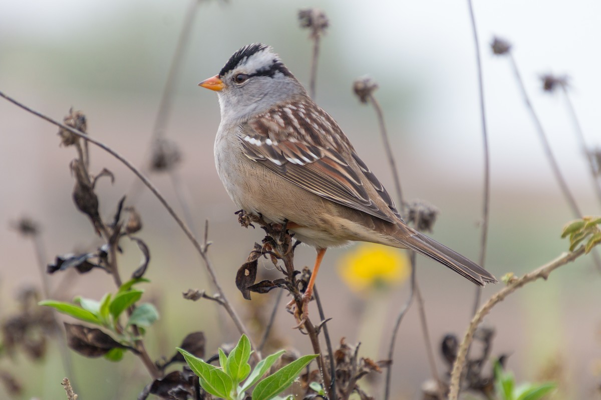 White-crowned Sparrow (Gambel's) - ML269227761