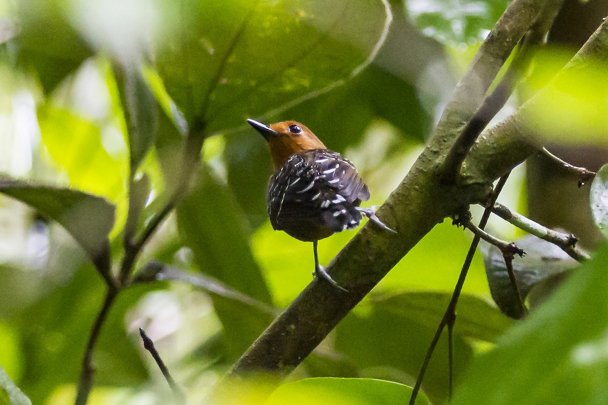 Common Scale-backed Antbird (Buff-breasted) - ML269230671