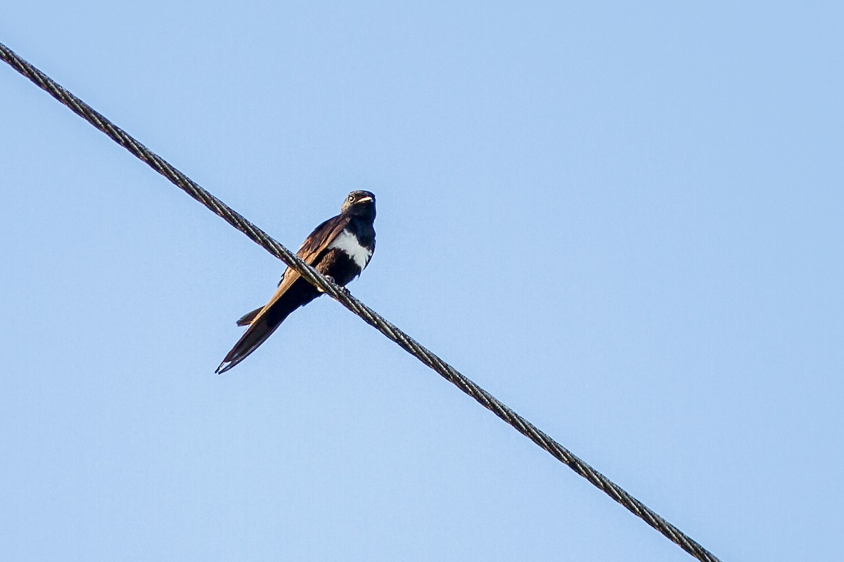 White-banded Swallow - ML269232981