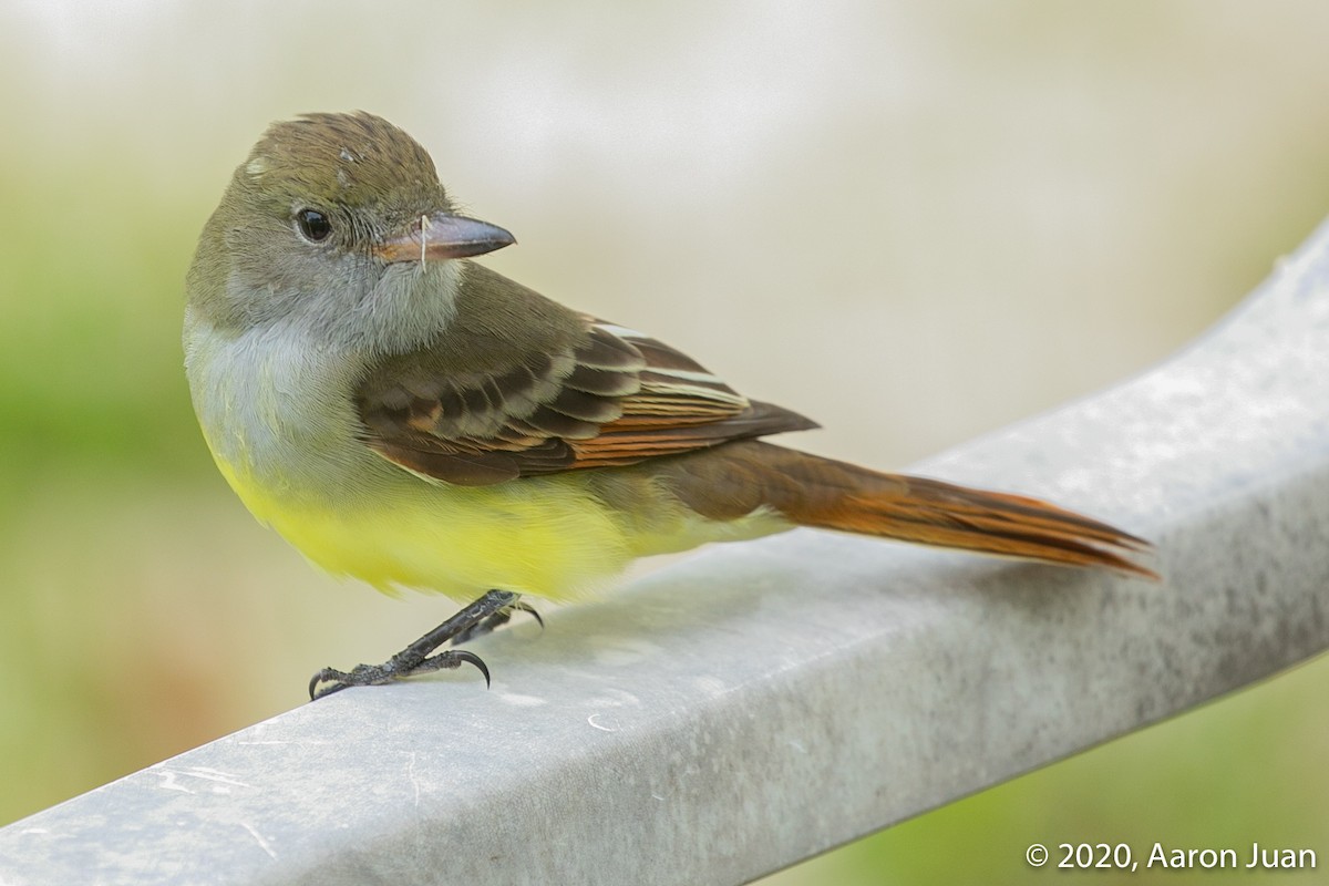Great Crested Flycatcher - ML269234901