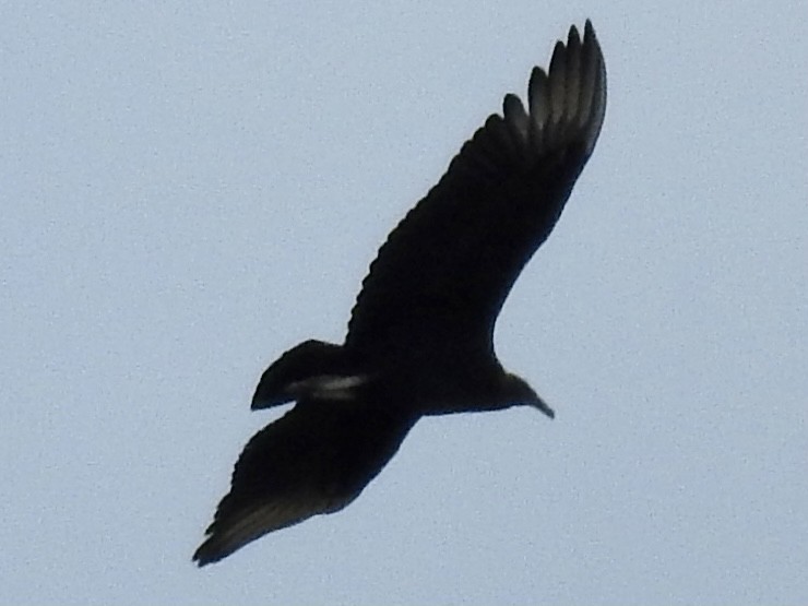 Black Vulture - ML269237191