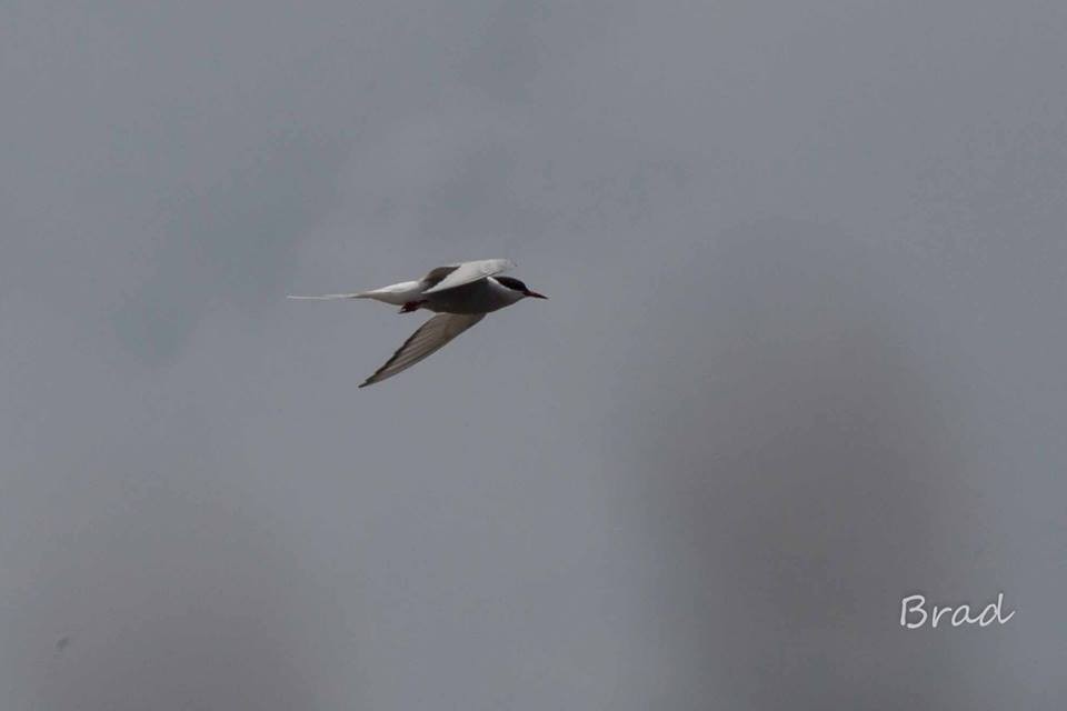Arctic Tern - Brad Argue