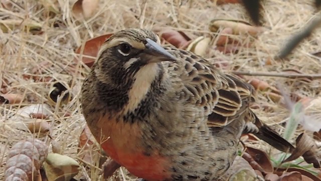  - Long-tailed Meadowlark