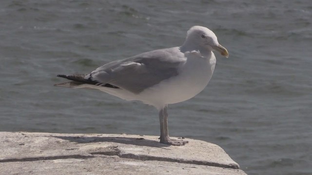 Herring Gull (American) - ML269242291
