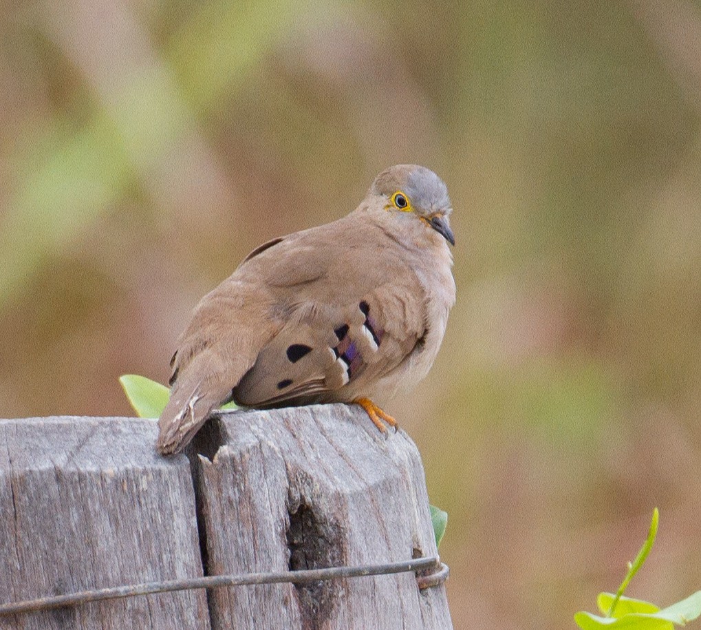 Long-tailed Ground Dove - José Martín