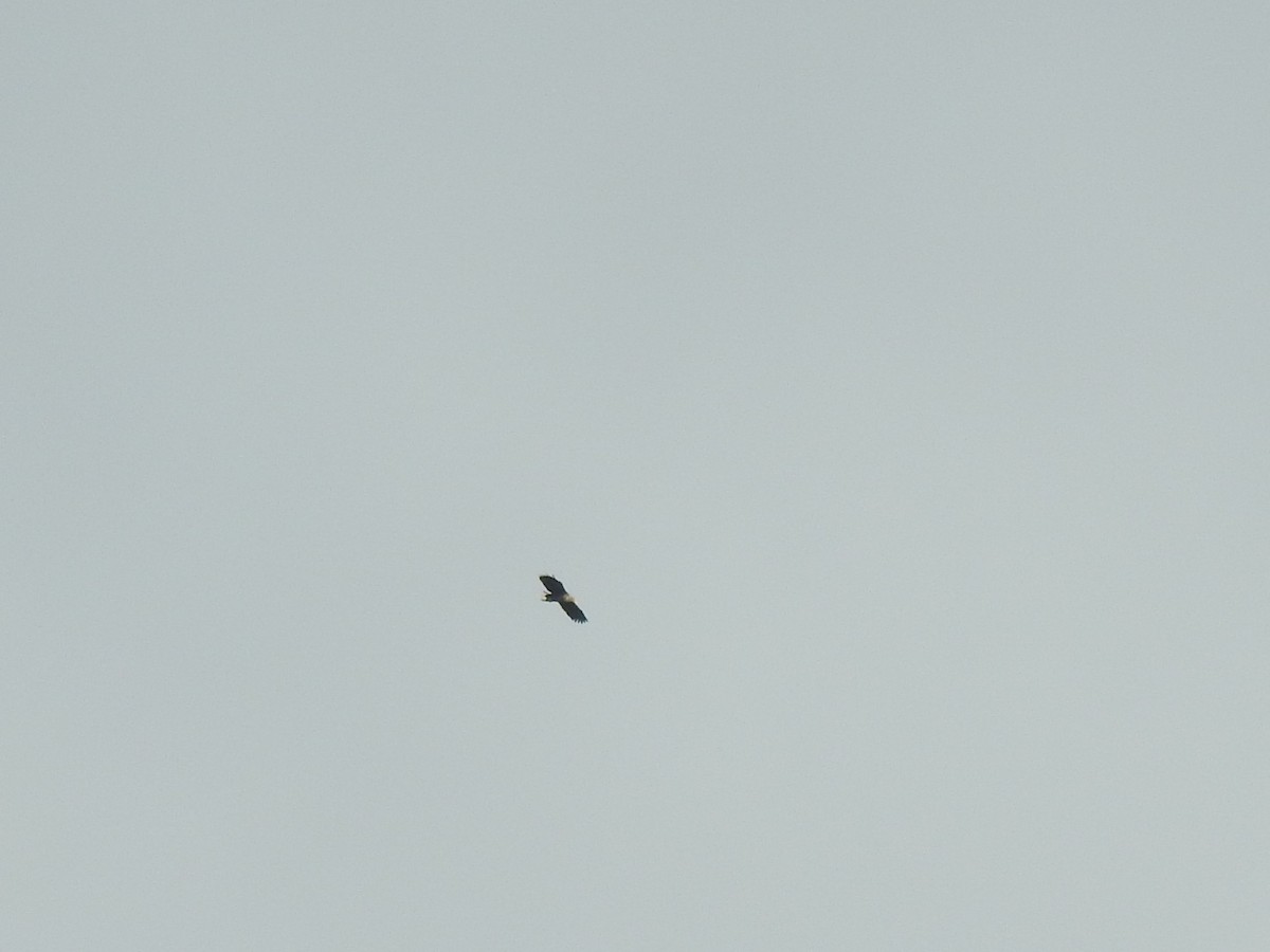 White-tailed Eagle - ML269248491
