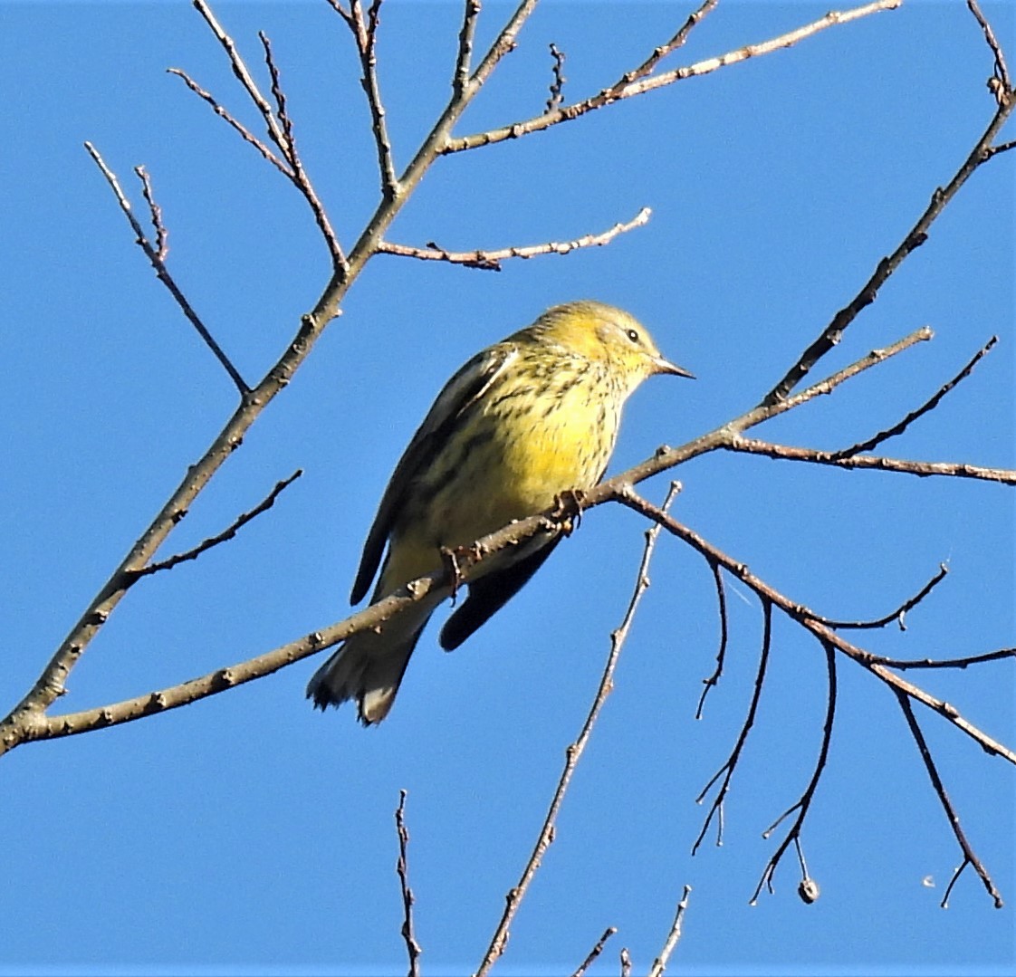 Cape May Warbler - ML269249691