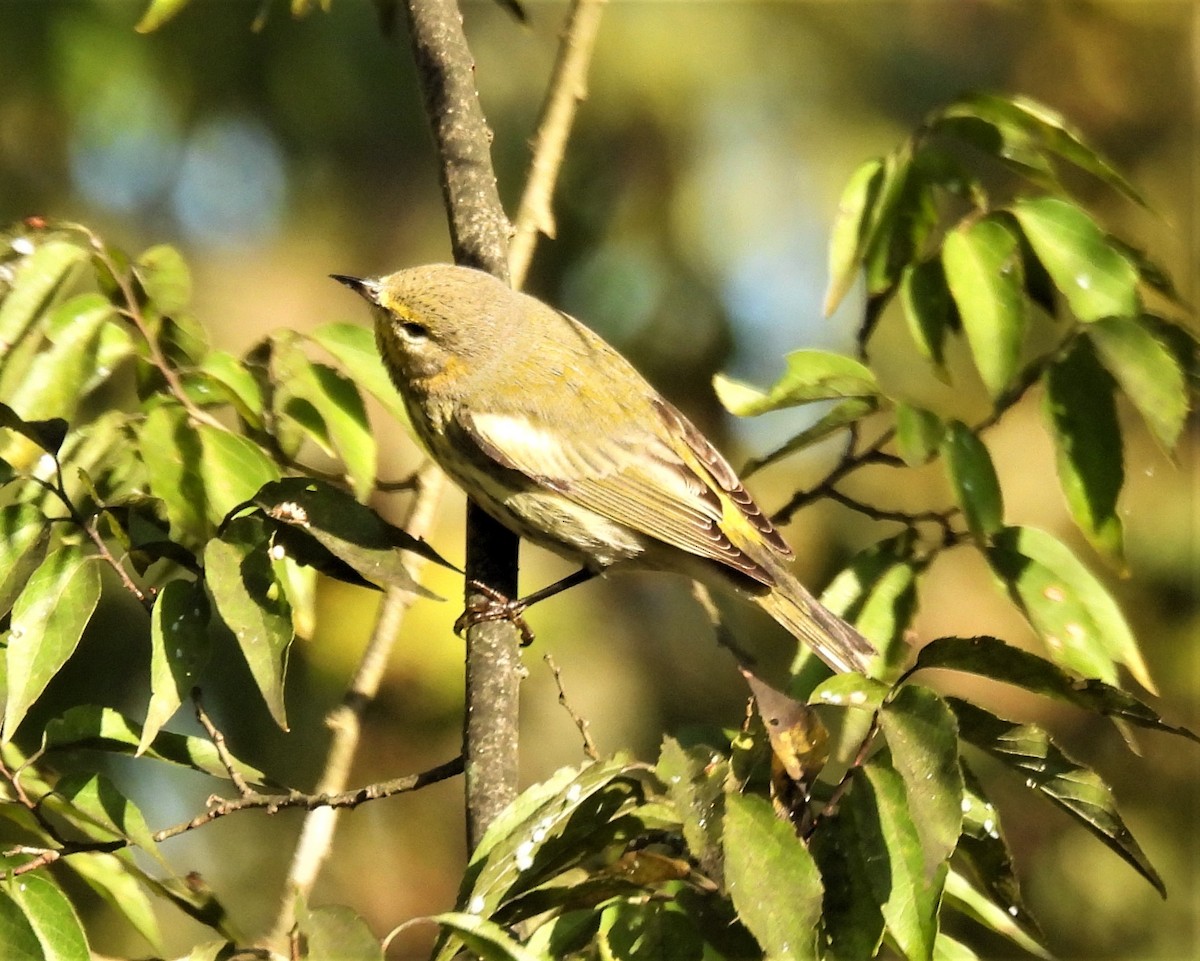 Cape May Warbler - ML269249751