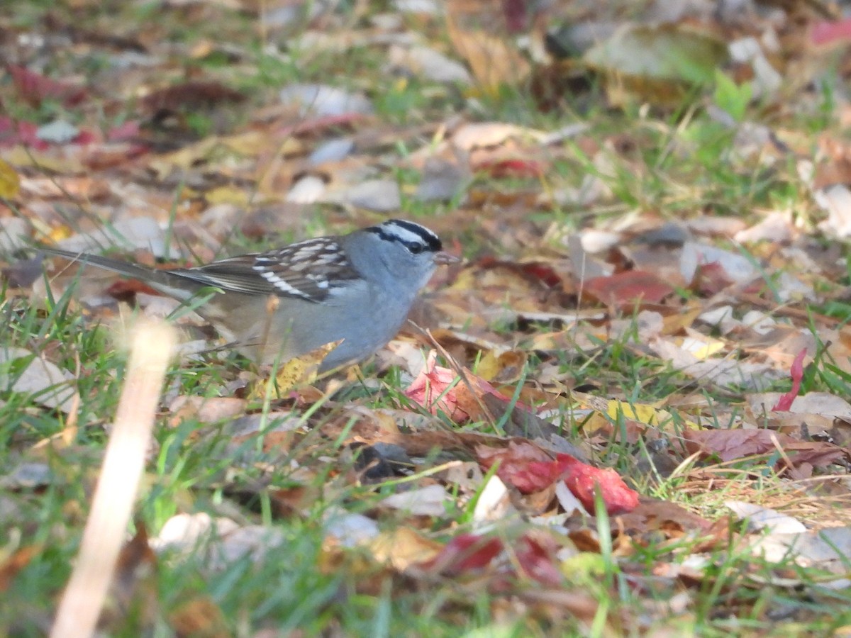White-crowned Sparrow (leucophrys) - ML269253841