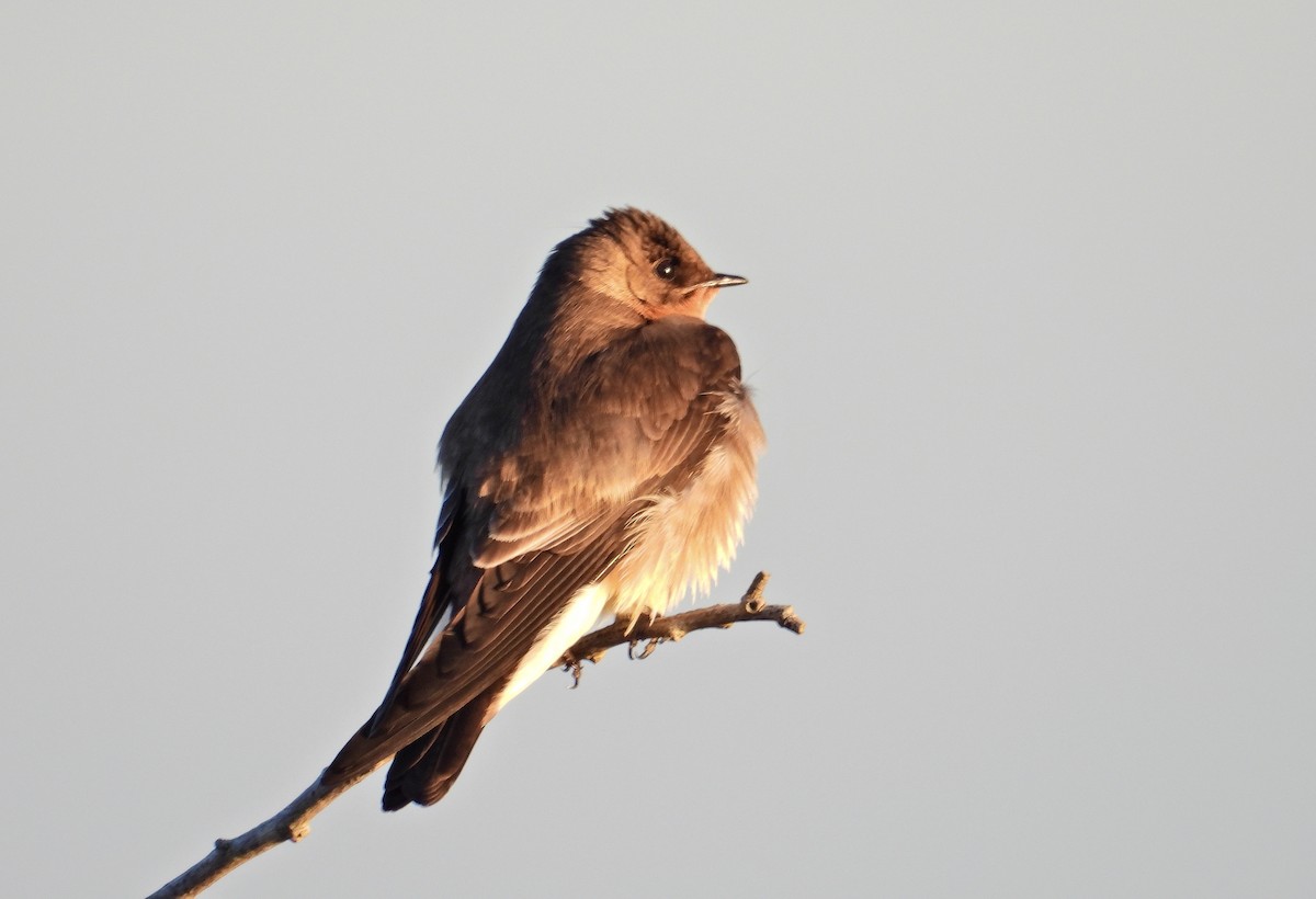Southern Rough-winged Swallow - ML269256551