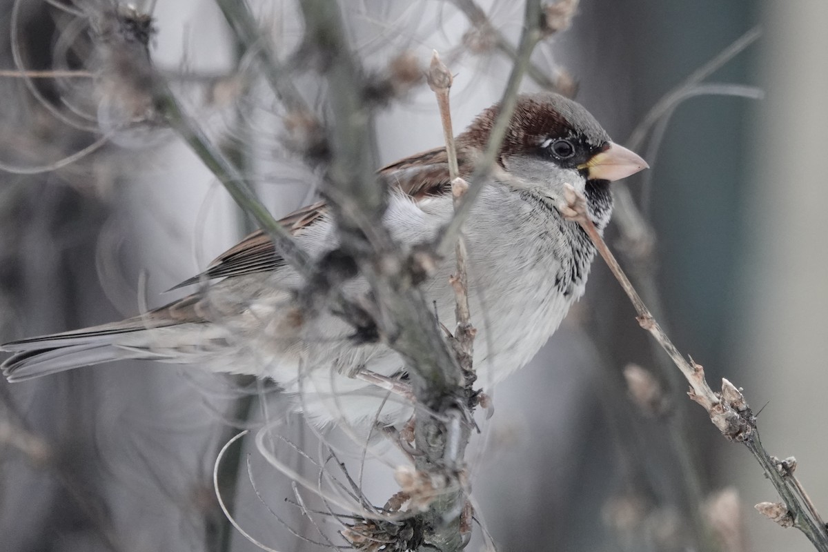 House Sparrow - Cameron Eckert