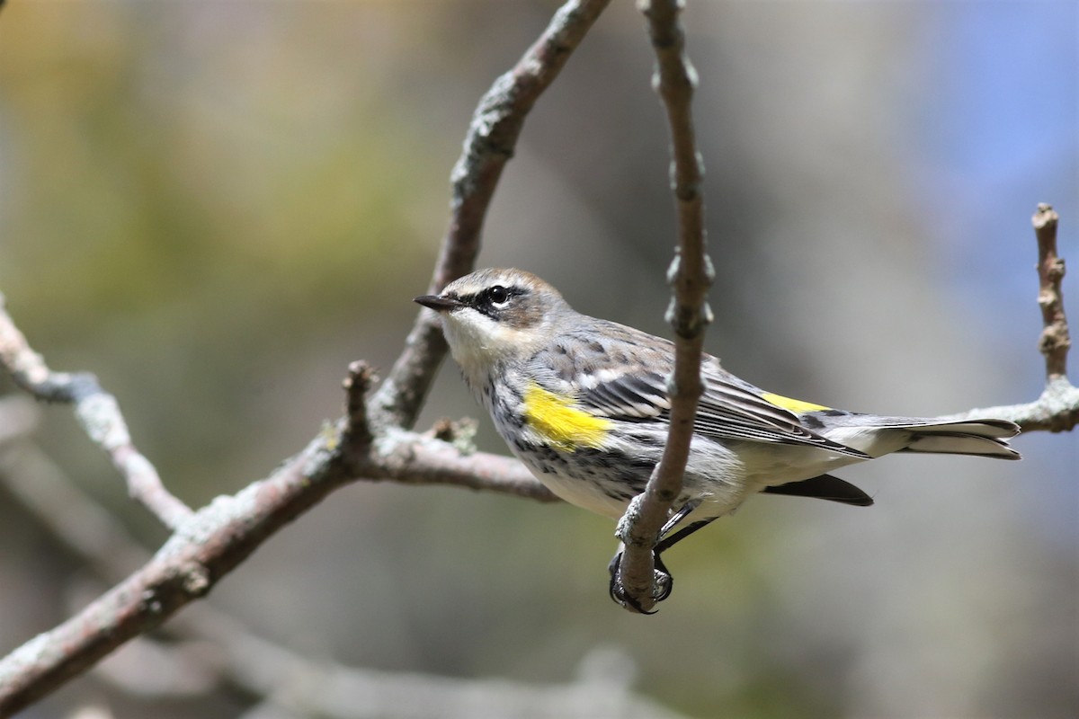 Yellow-rumped Warbler (Myrtle) - Margaret Viens