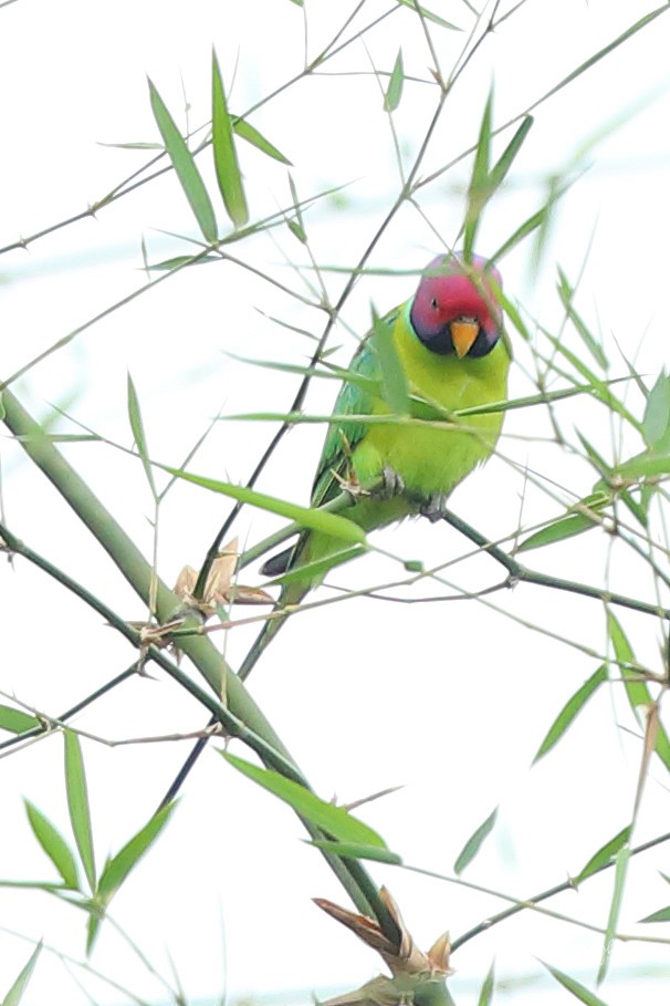 Plum-headed Parakeet - Ravi Meghani