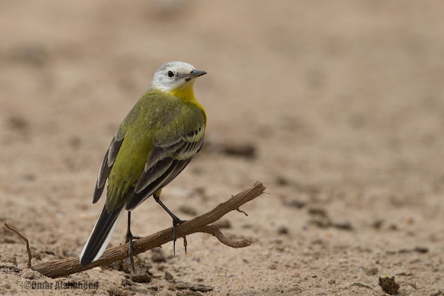 ニシツメナガセキレイ（亜種カオジロニシツメナガセキレイ） - eBird