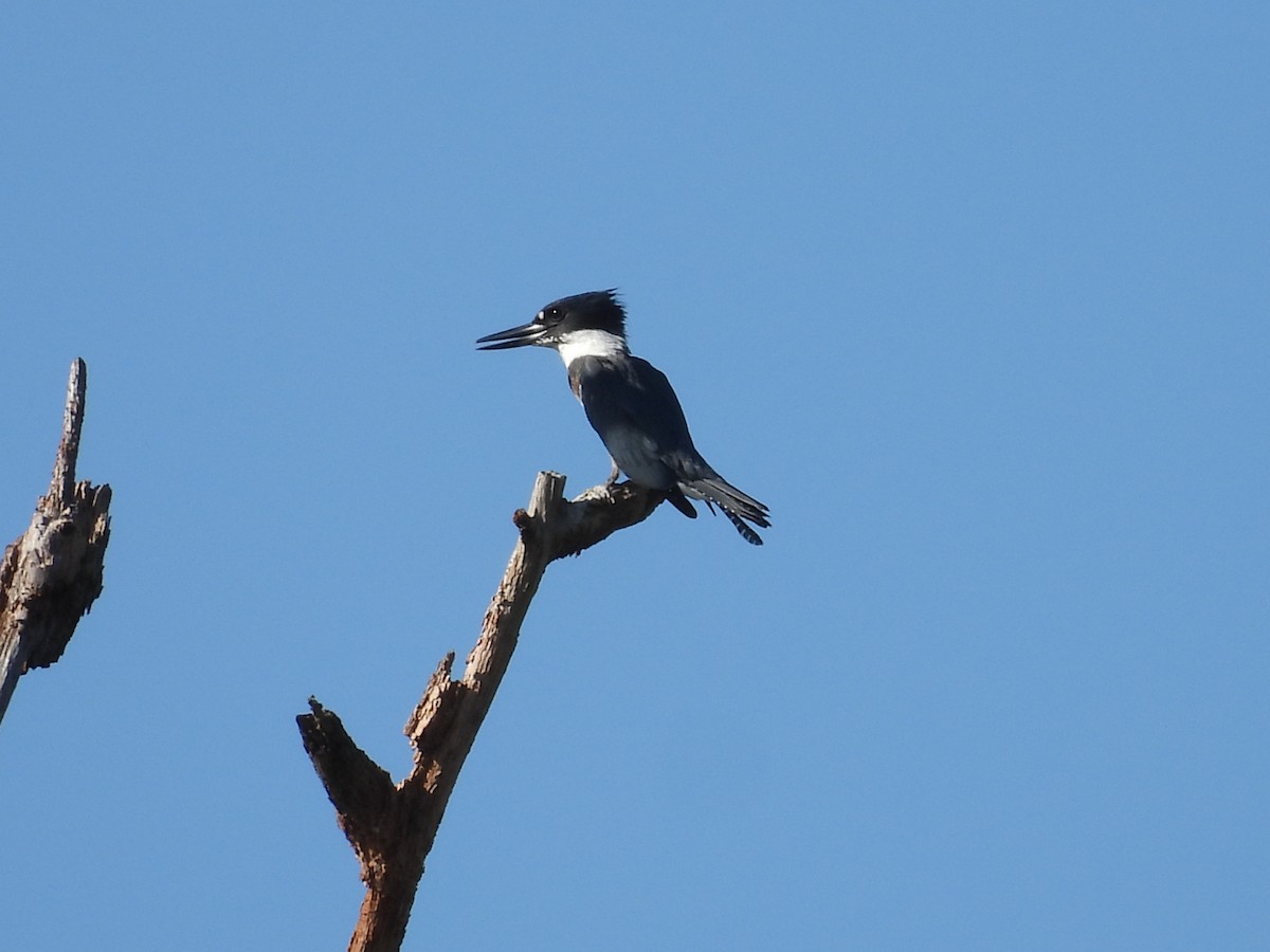Belted Kingfisher - ML269268871