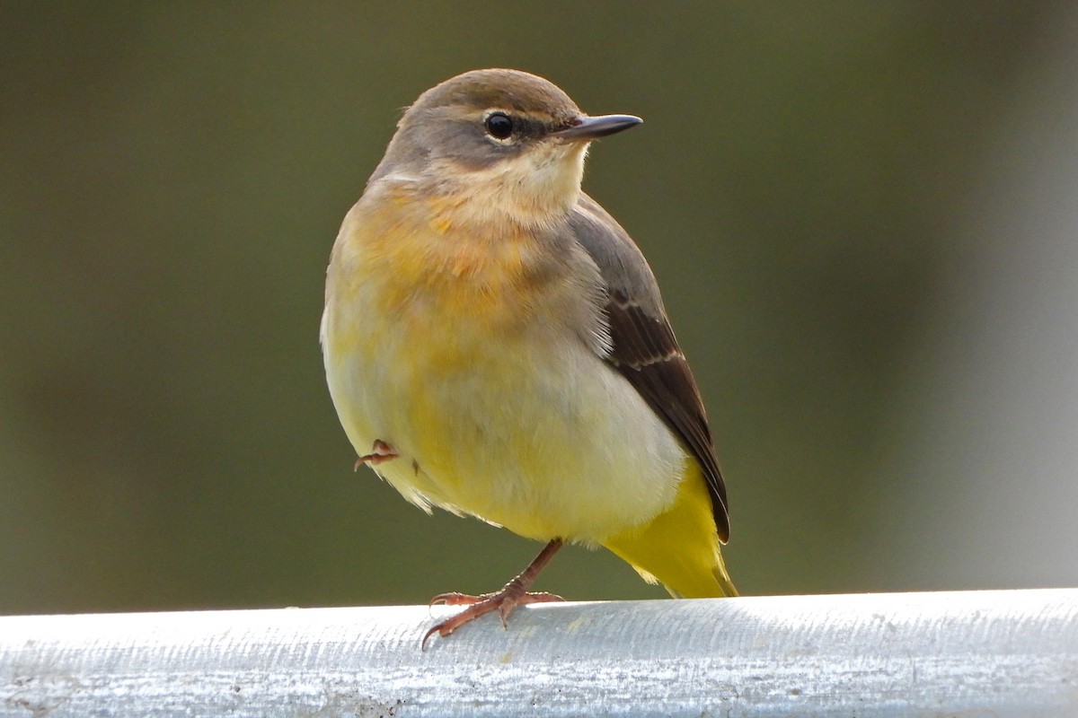 Gray Wagtail - Paul Lewis