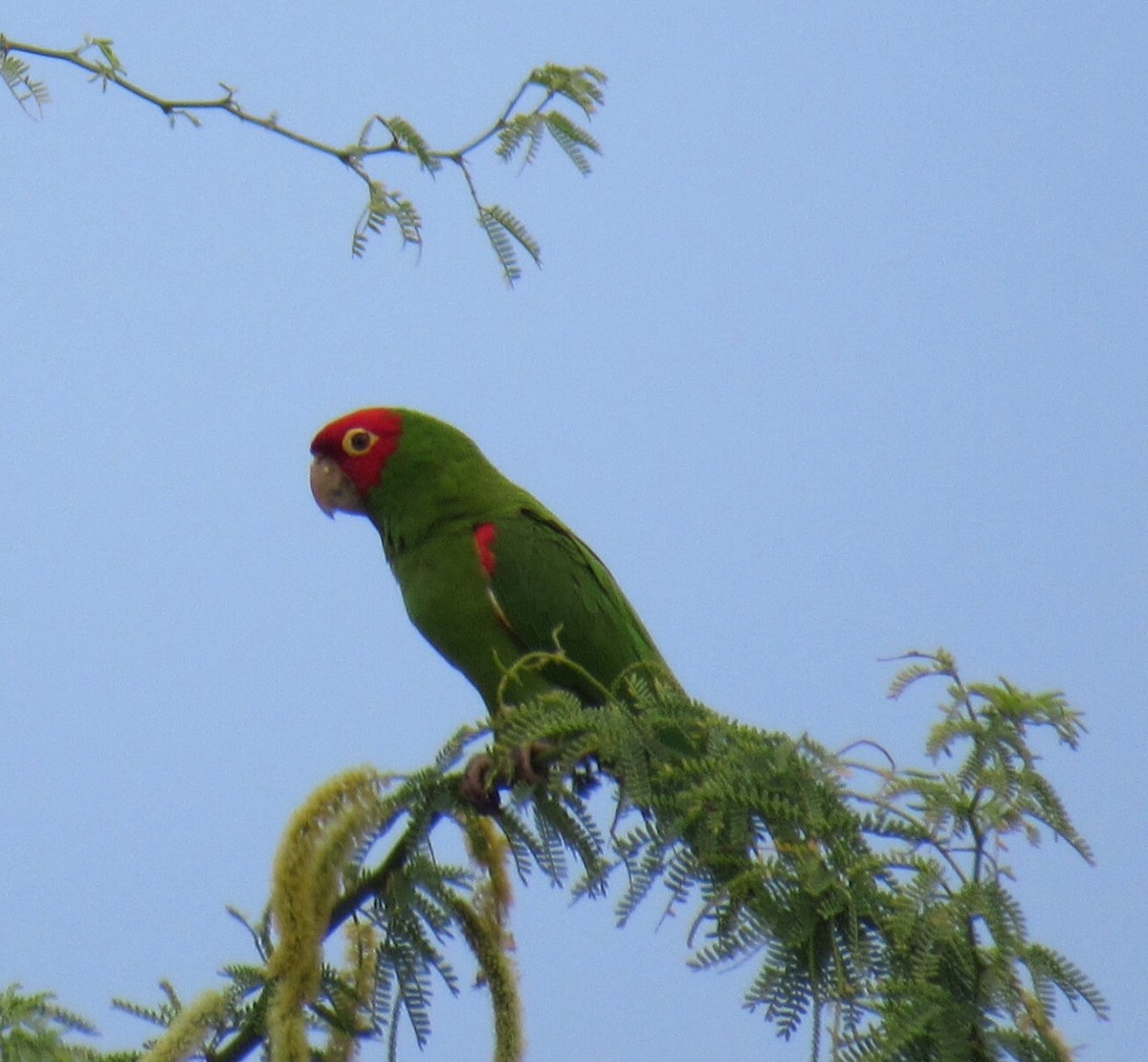Red-masked Parakeet - ML26928101