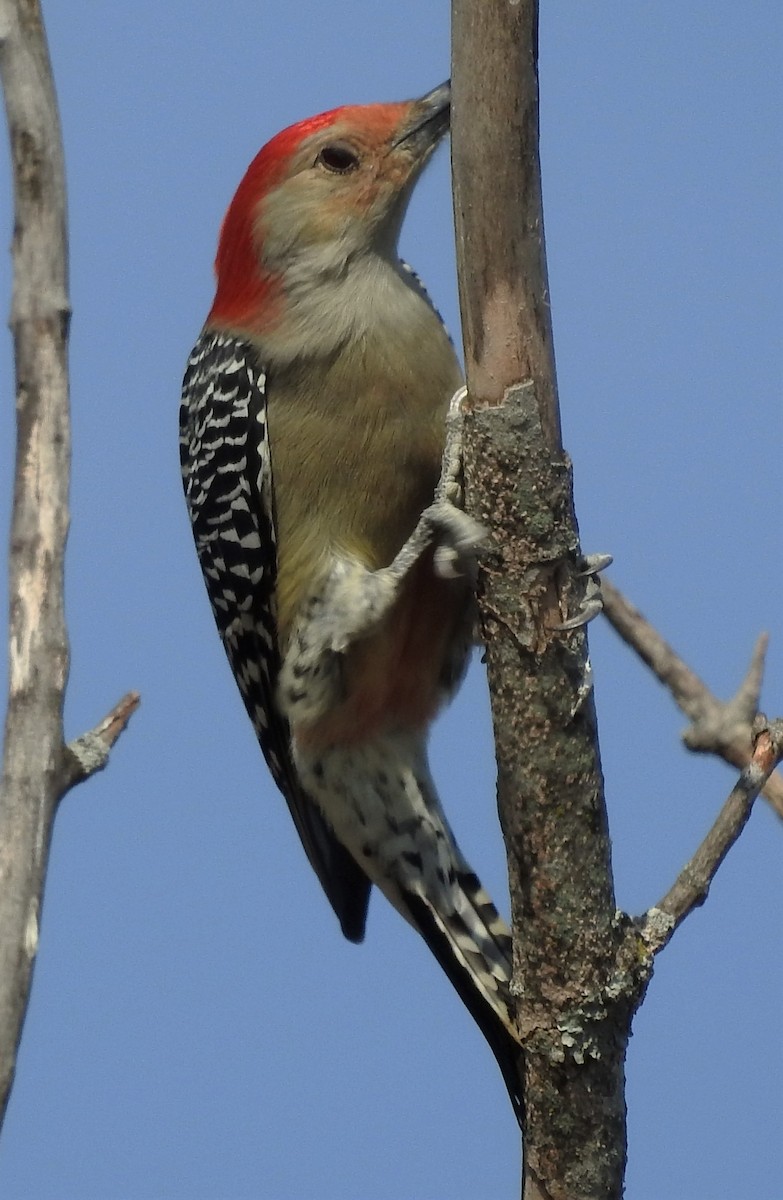 Red-bellied Woodpecker - Paul McKenzie