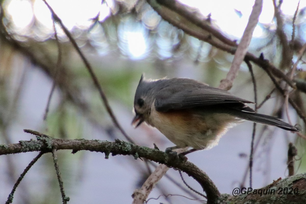 Tufted Titmouse - Guy Paquin