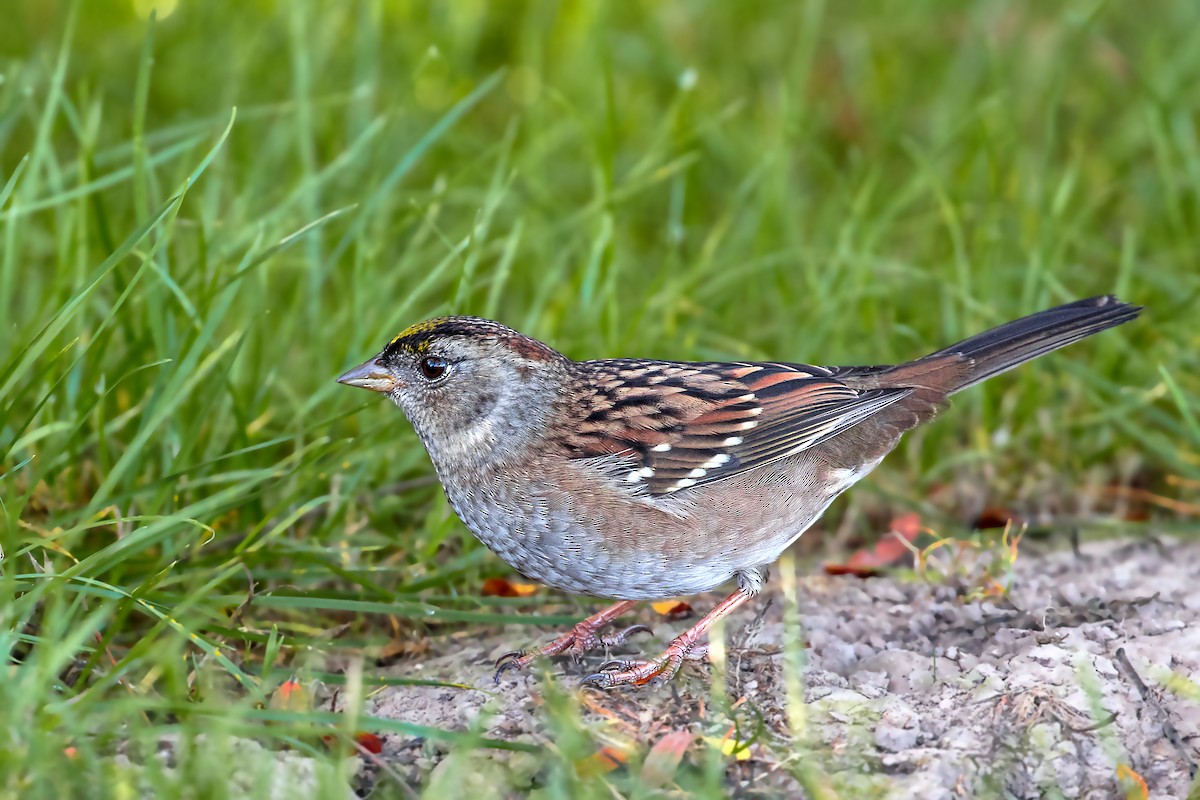 Golden-crowned Sparrow - ML269289541
