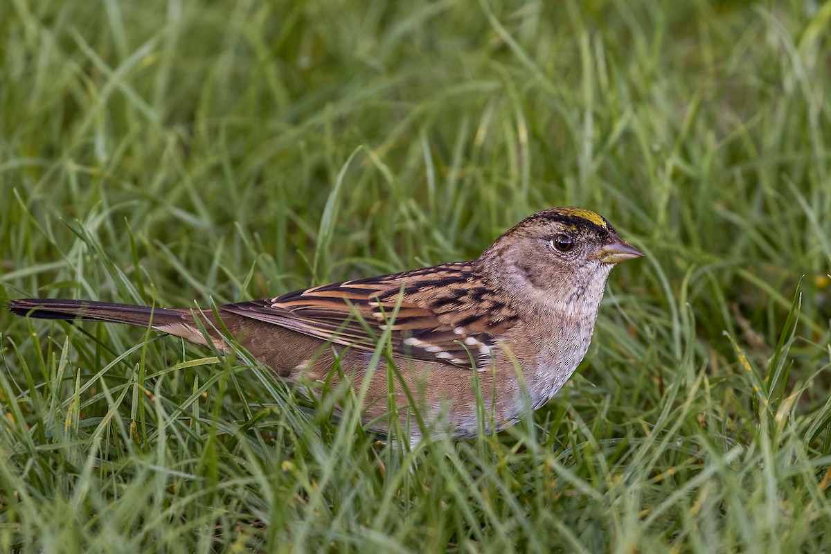 Golden-crowned Sparrow - ML269289661