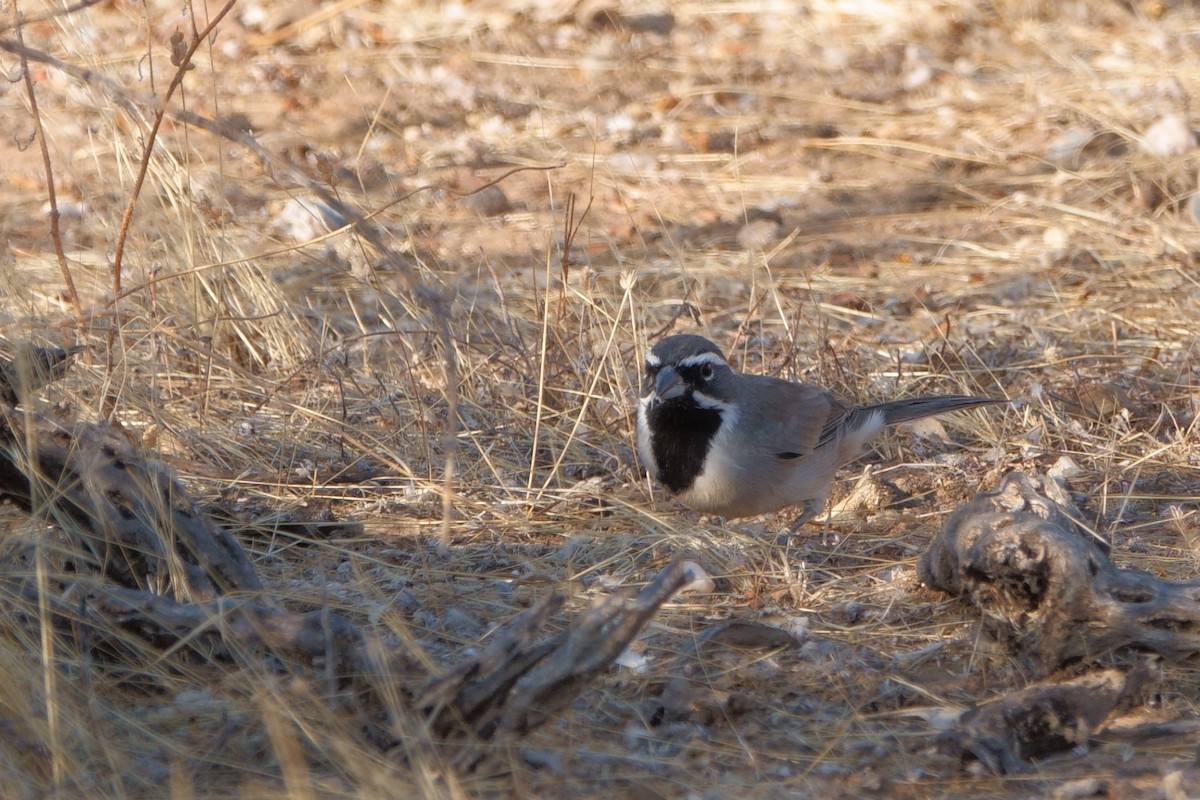 Black-throated Sparrow - Merle Nisly