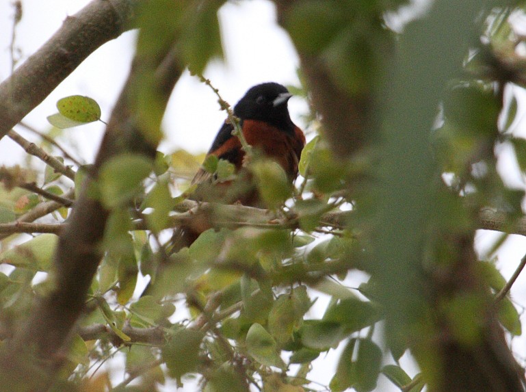 Orchard Oriole - ML26928991
