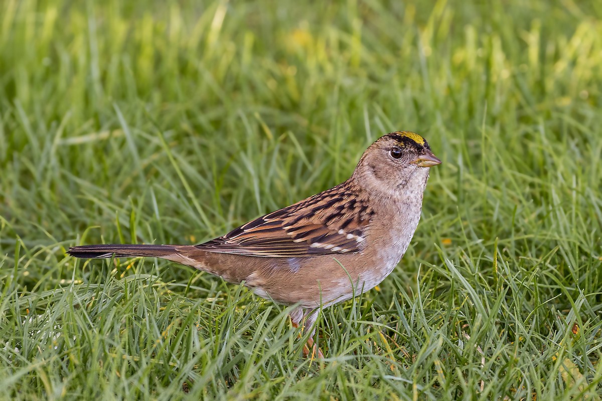 Golden-crowned Sparrow - ML269290161