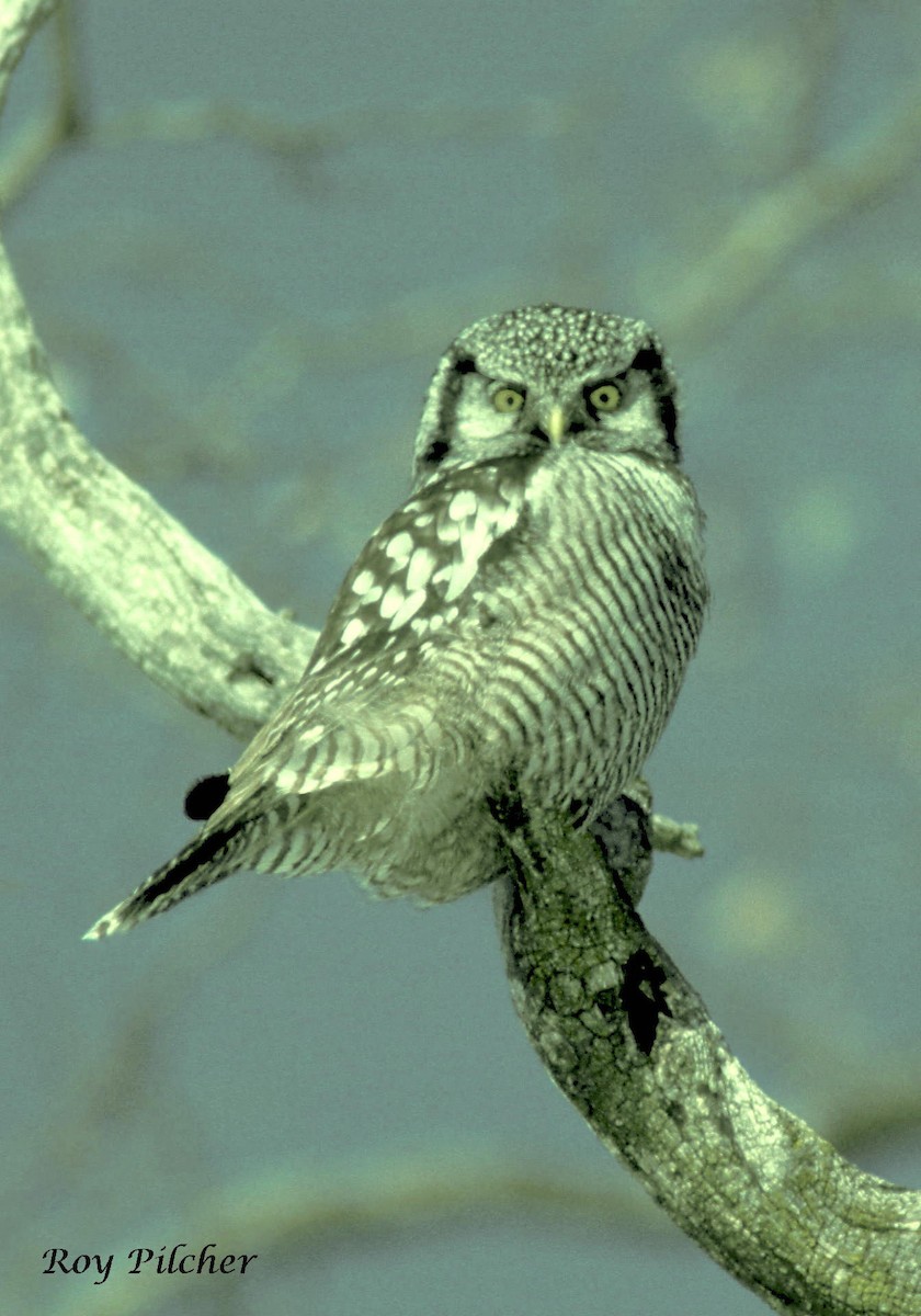 Northern Hawk Owl - Roy Pilcher