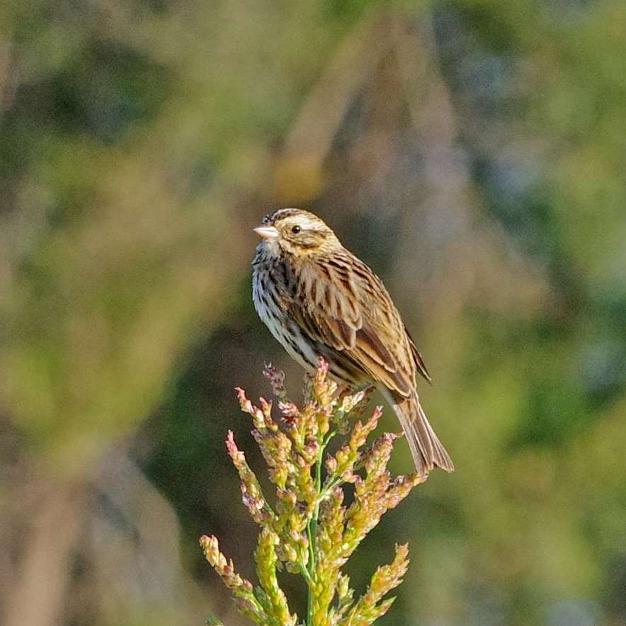 Savannah Sparrow - ML269298651