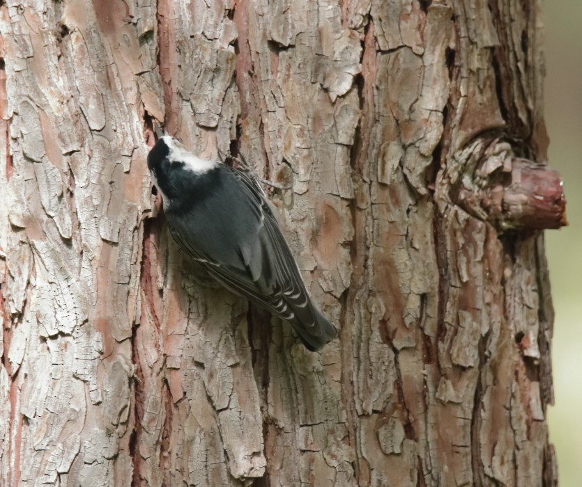 White-breasted Nuthatch - ML269298731