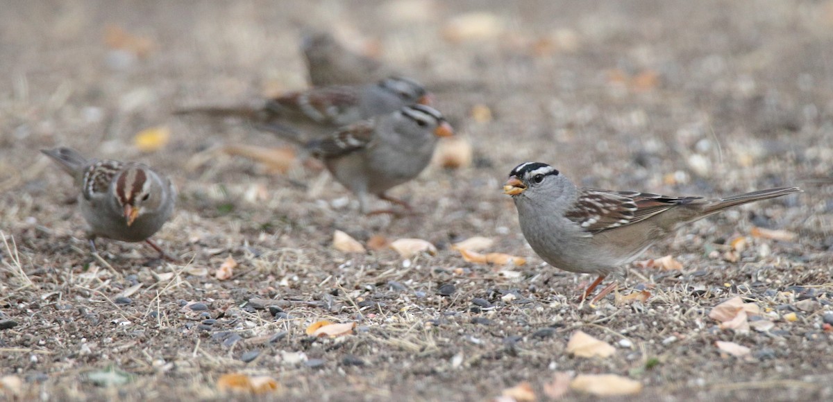 White-crowned Sparrow - ML269299351