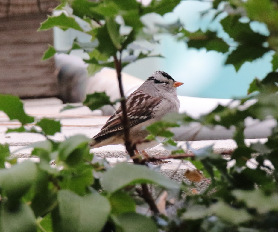 White-crowned Sparrow - ML269299371