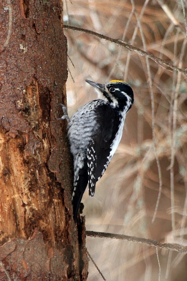Eurasian Three-toed Woodpecker (Eurasian) - ML269302141