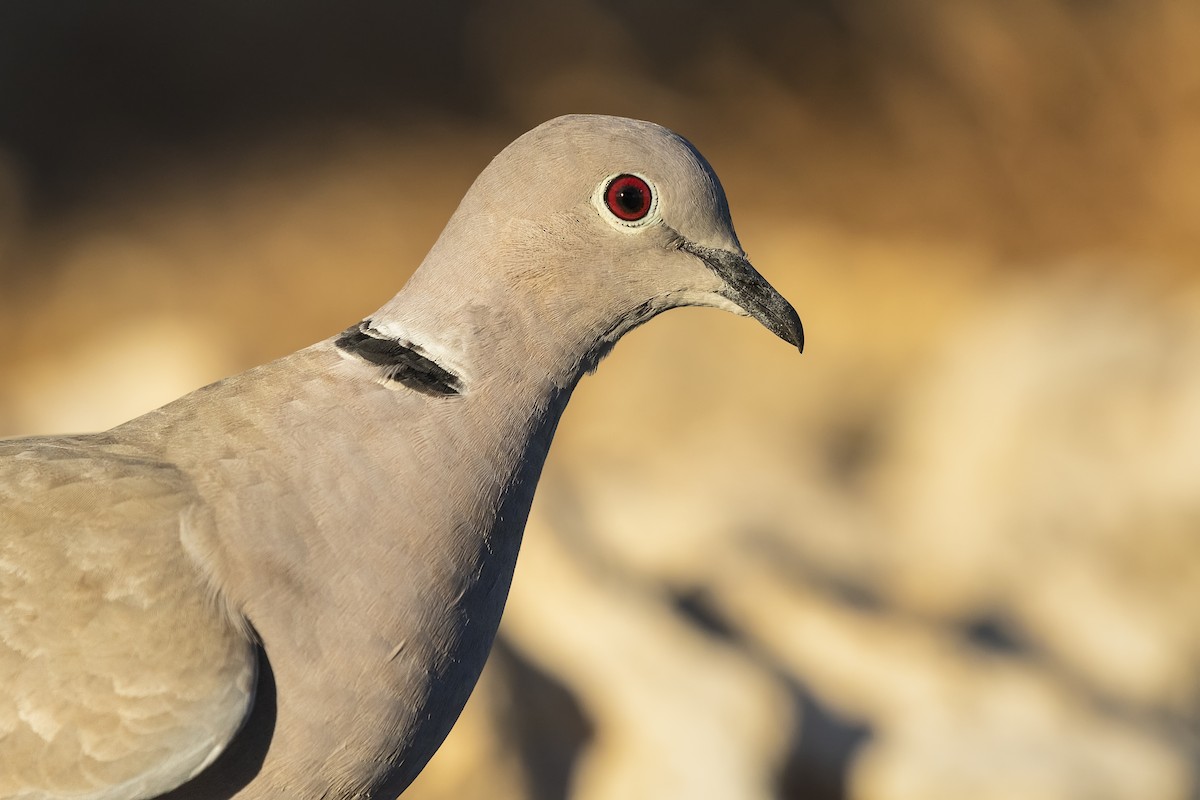 Eurasian Collared-Dove - ML269310101