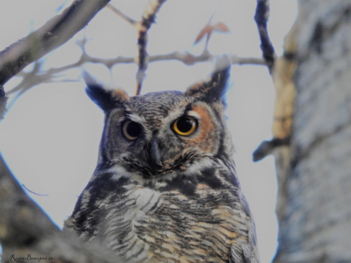Great Horned Owl - roger beaupre