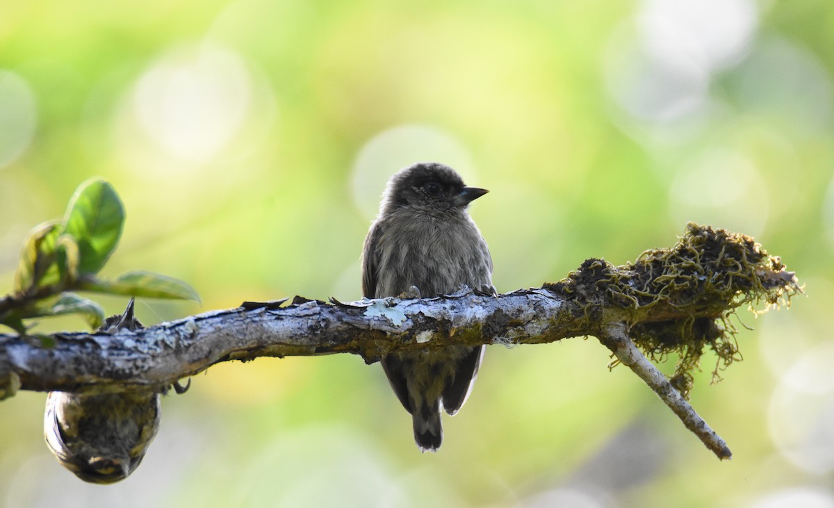 Olivaceous Piculet - ML26931661