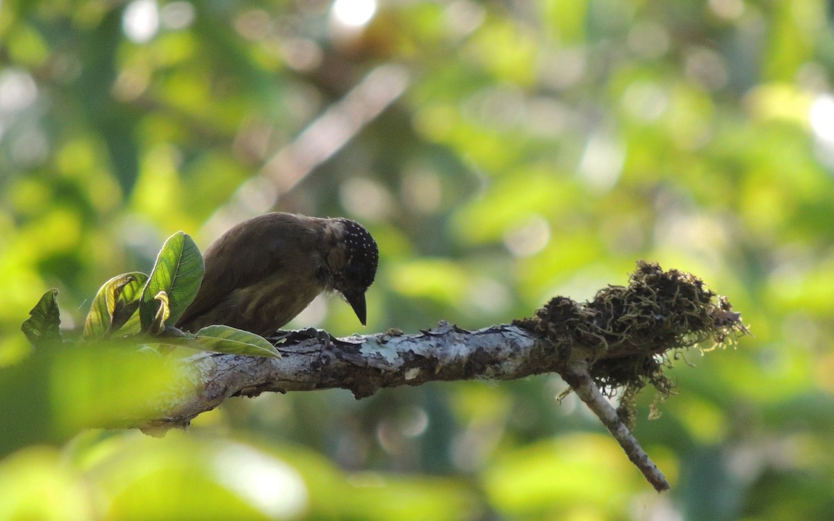 Olivaceous Piculet - ML26931791