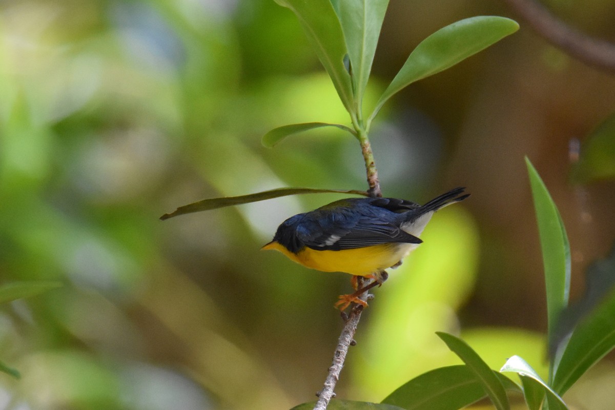 Tropical Parula (Middle American) - ML26932141