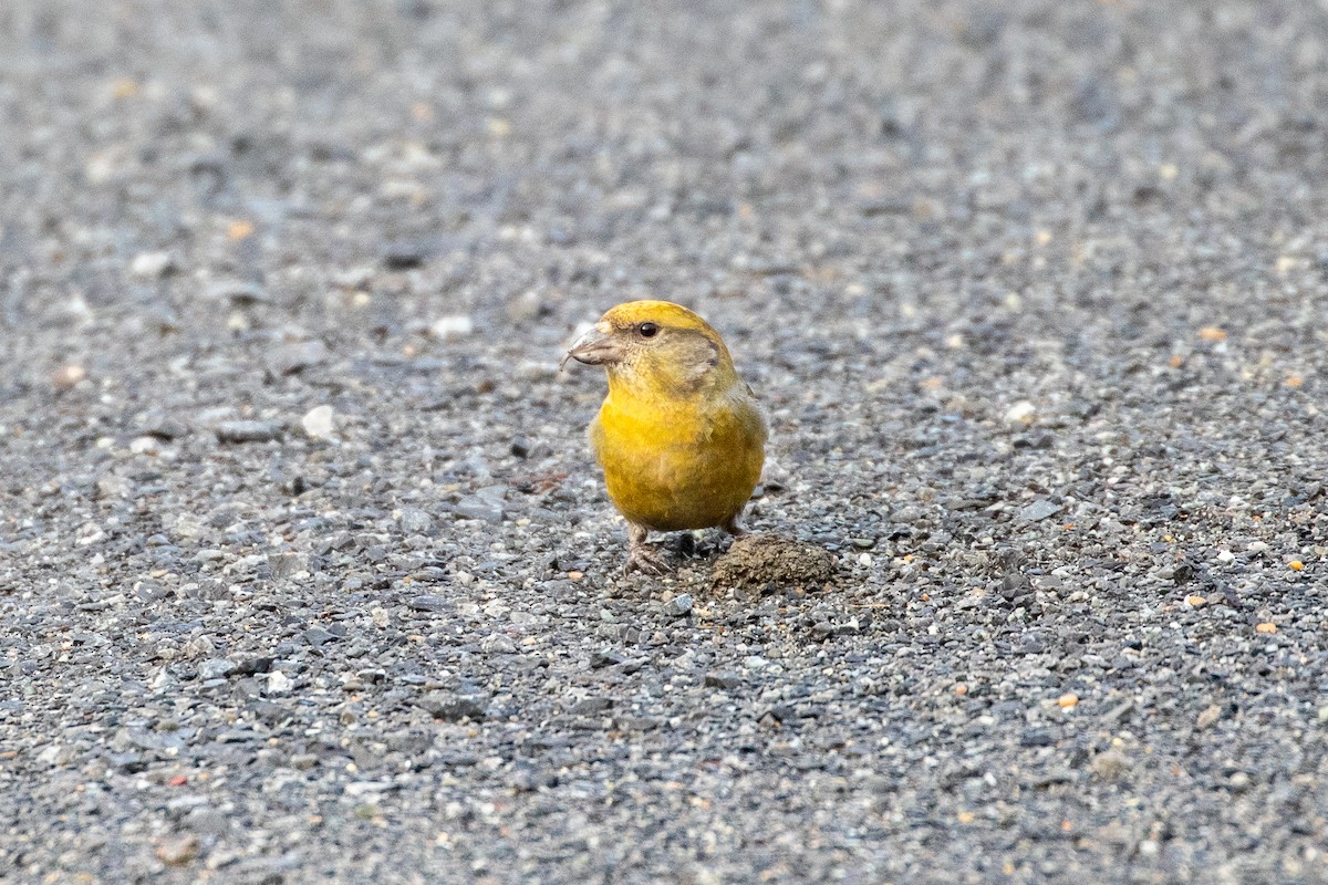 Red Crossbill (Lodgepole Pine or type 5) - ML269324731