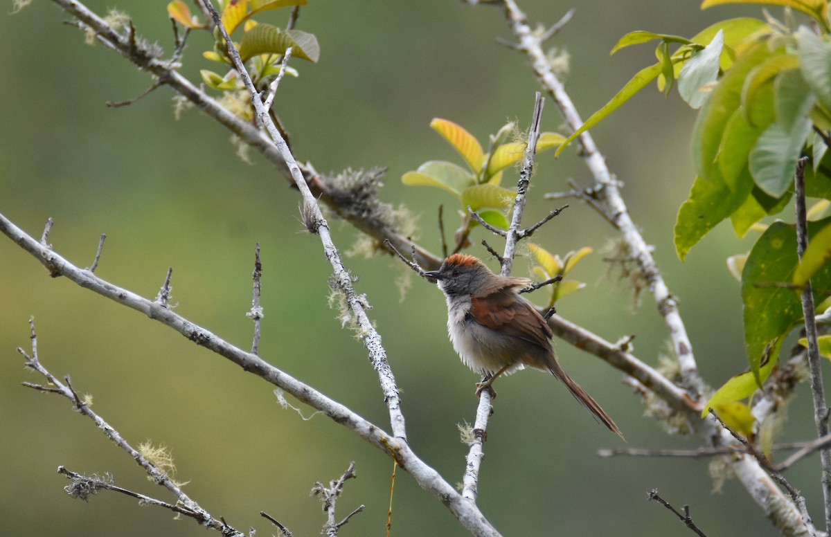 Pale-breasted Spinetail - ML26932631