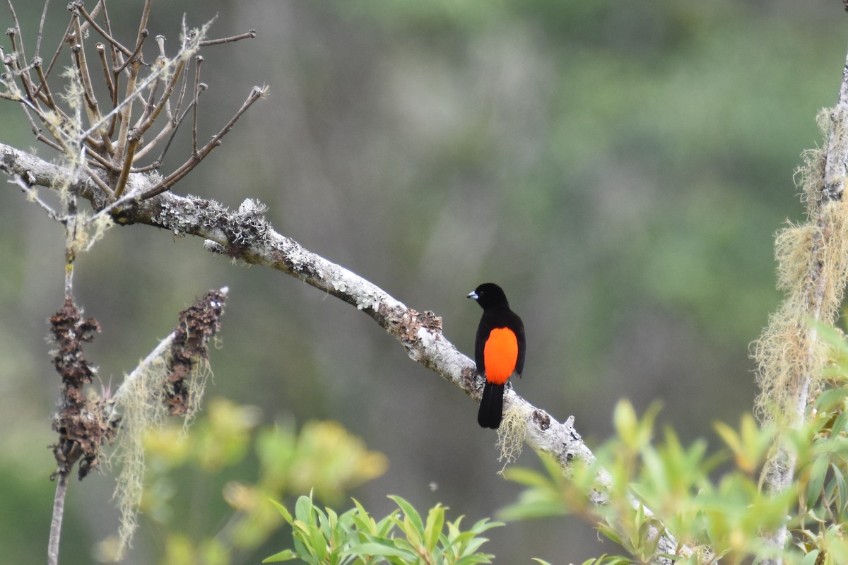 Scarlet-rumped Tanager (Cherrie's) - ML26932711