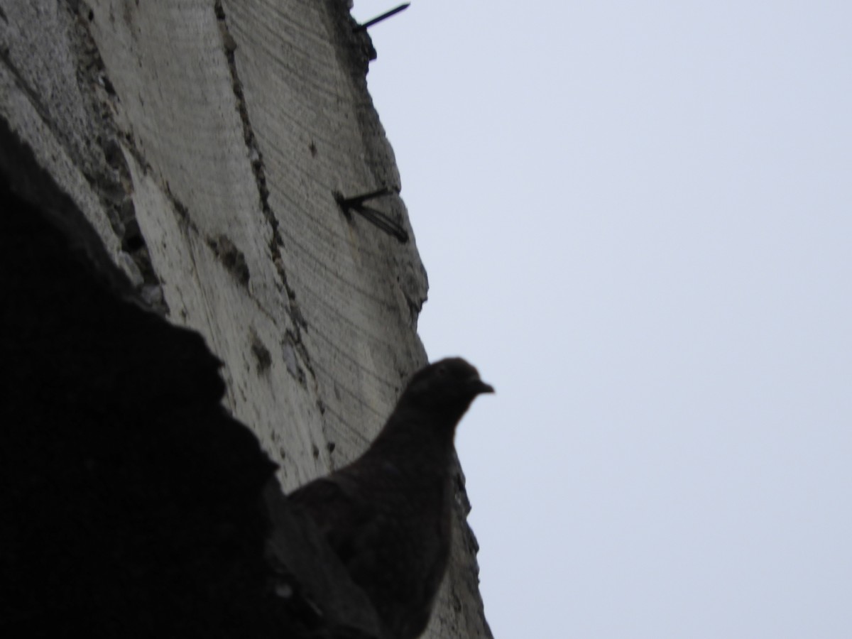 Rock Pigeon (Feral Pigeon) - ML269332521