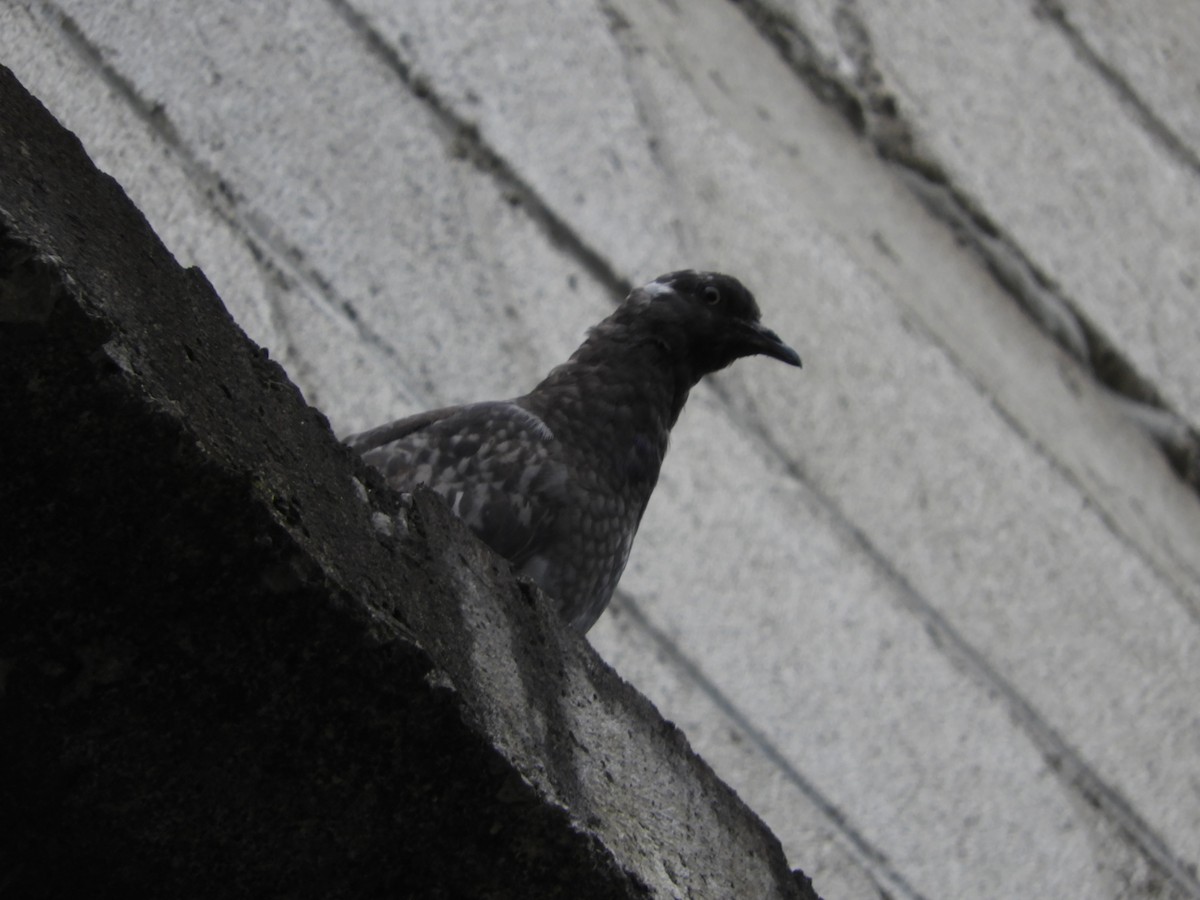 Rock Pigeon (Feral Pigeon) - ML269332531