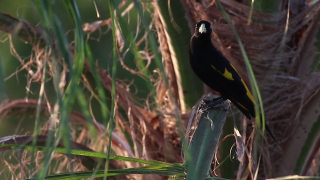Yellow-rumped Cacique - ML269336621