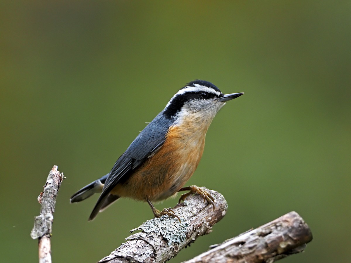 Red-breasted Nuthatch - Gary Mueller
